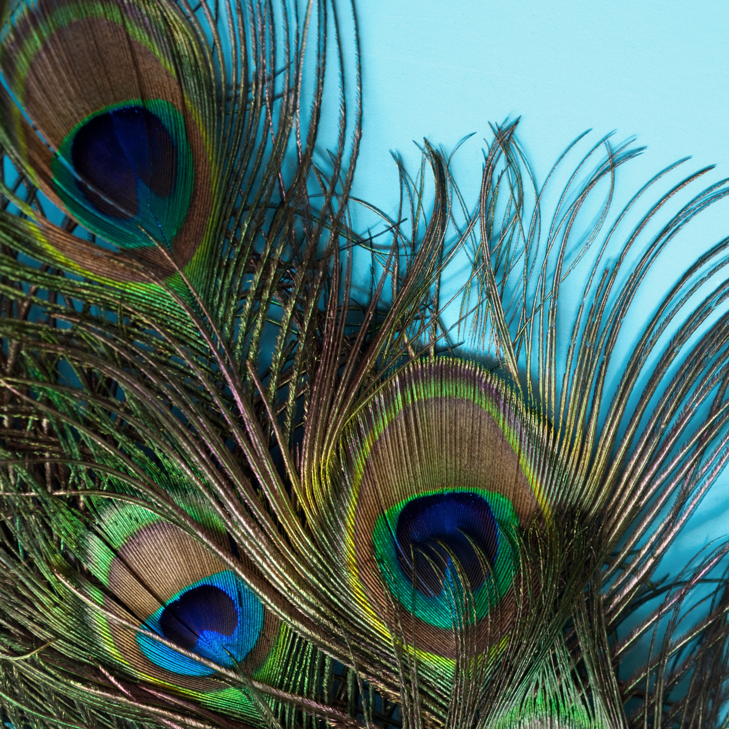 Colorful peacock feathers in shades of green, blue, purple, brown, and gold on blue background.