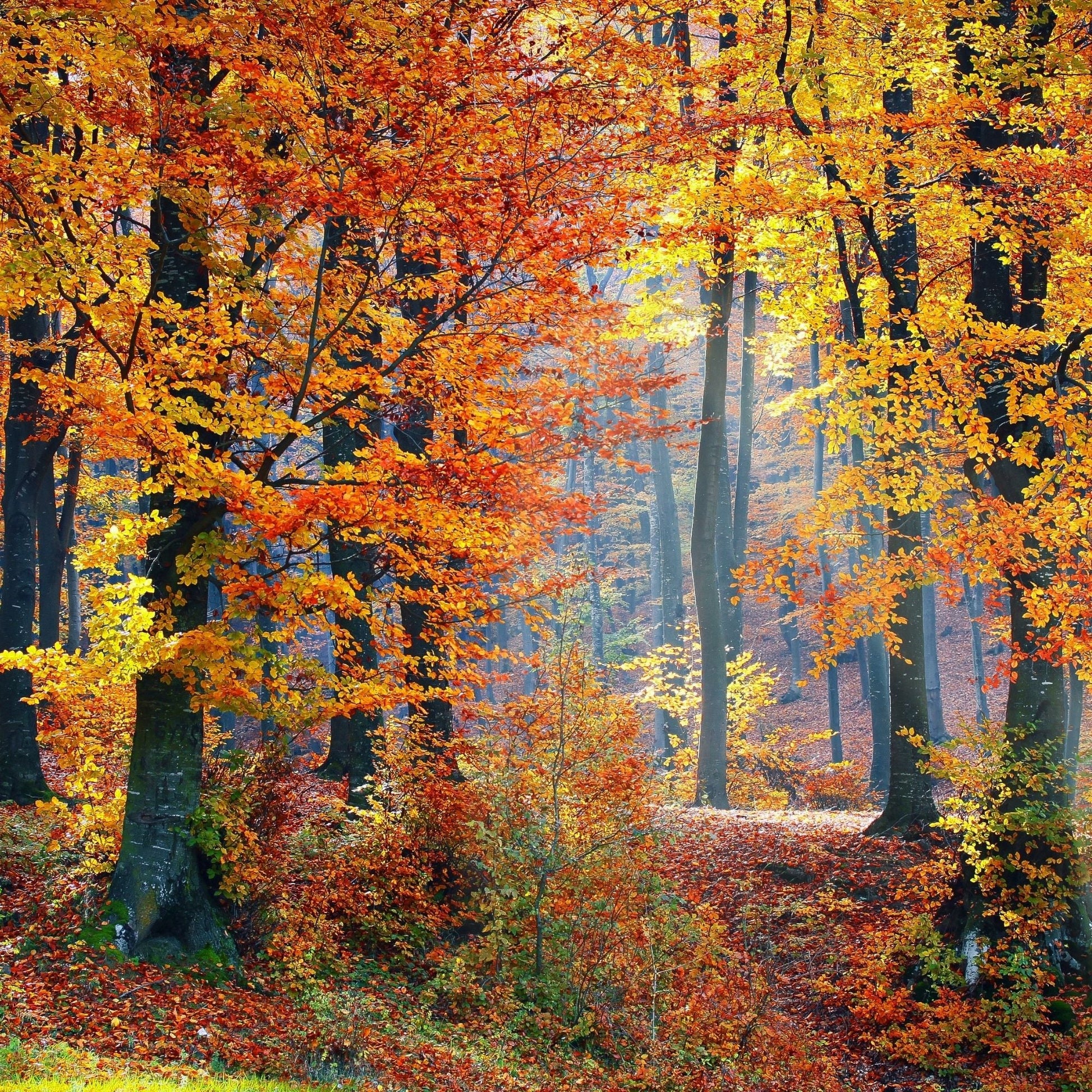Autumn forest with trees with colorful leaves